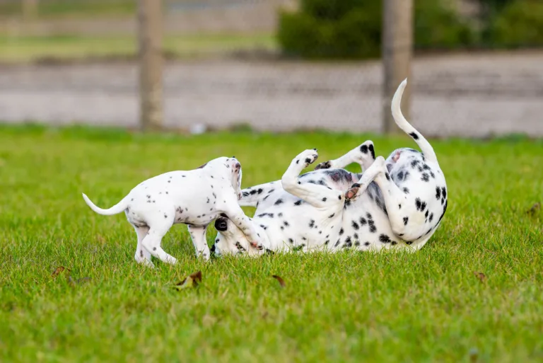 44. Lebenstag - B-Wurf (43)