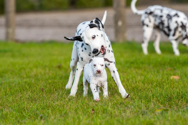 44. Lebenstag - B-Wurf (44)
