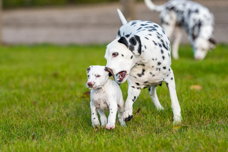 44. Lebenstag - B-Wurf (45)