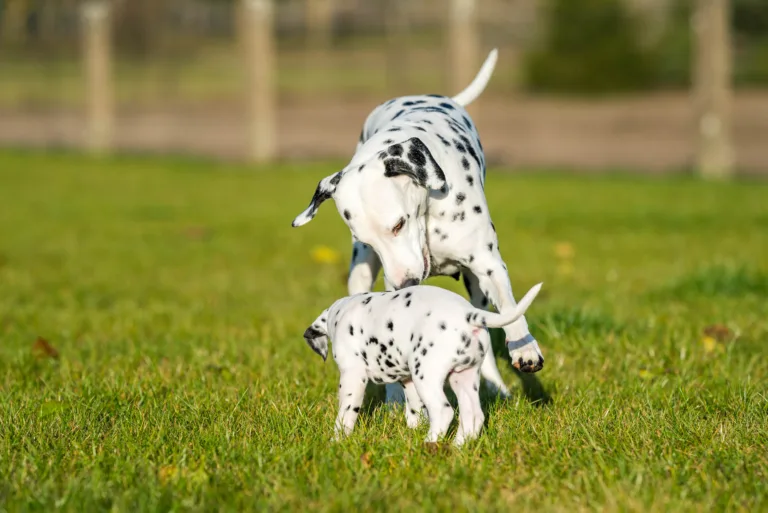 44. Lebenstag - B-Wurf (47)