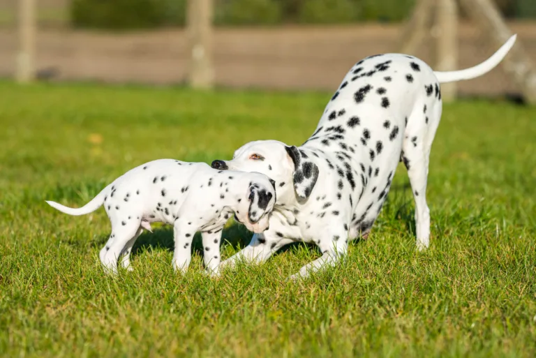 44. Lebenstag - B-Wurf (48)