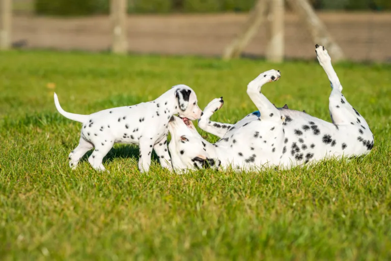44. Lebenstag - B-Wurf (49)