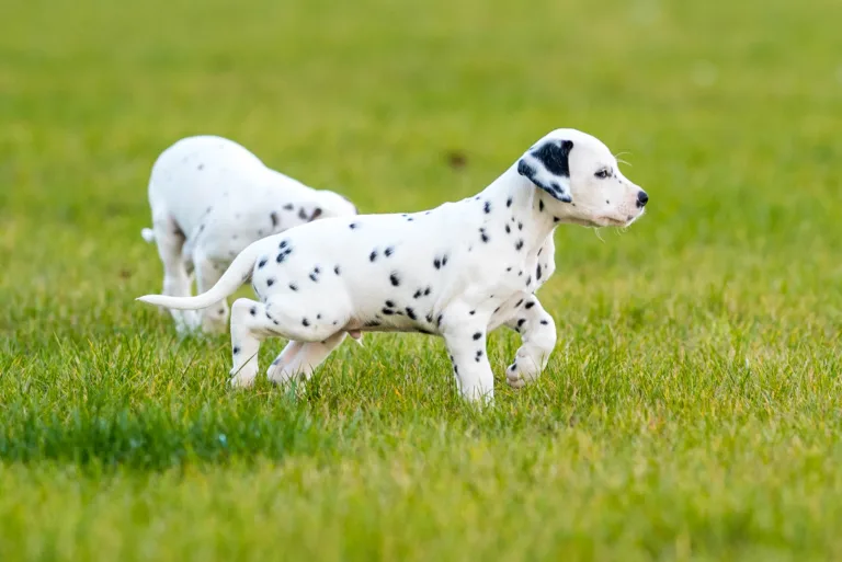 44. Lebenstag - B-Wurf (5)