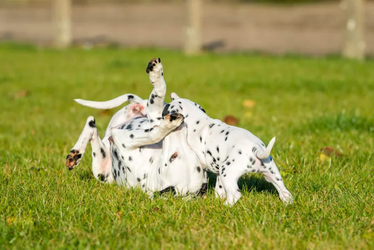44. Lebenstag - B-Wurf (50)