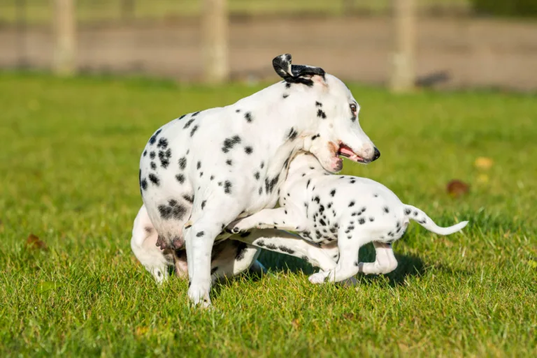44. Lebenstag - B-Wurf (51)