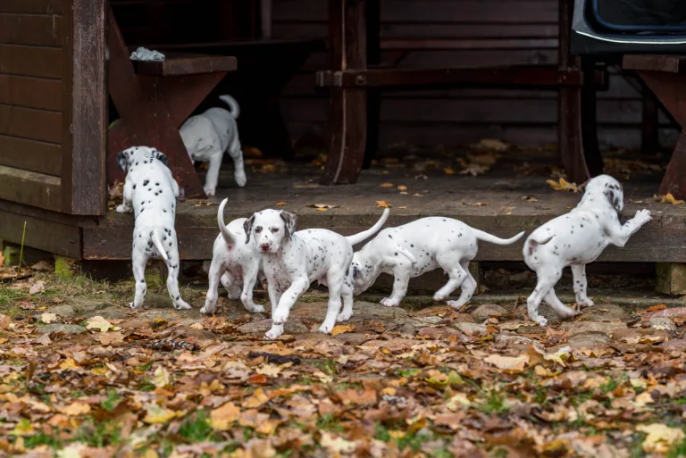44. Lebenstag - B-Wurf (52)