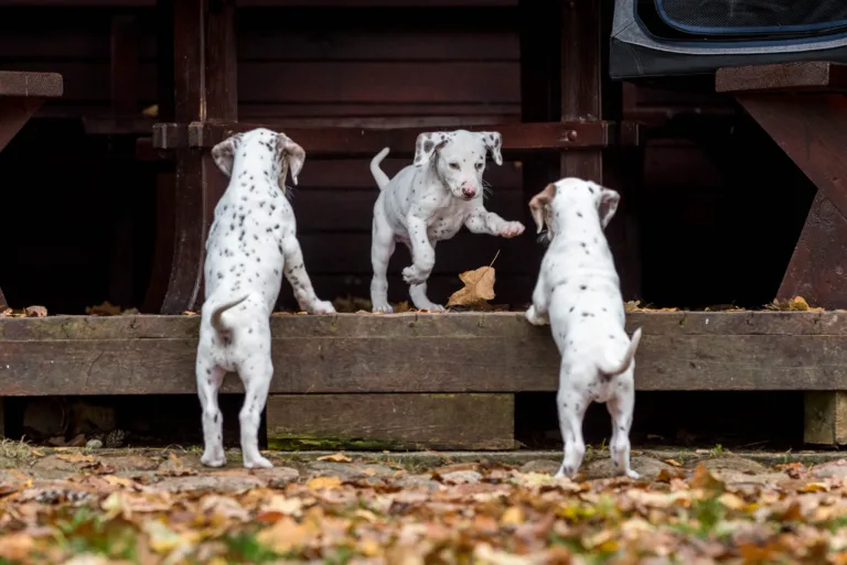 44. Lebenstag - B-Wurf (53)