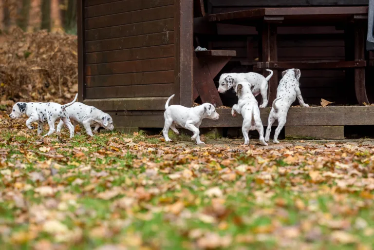 44. Lebenstag - B-Wurf (54)