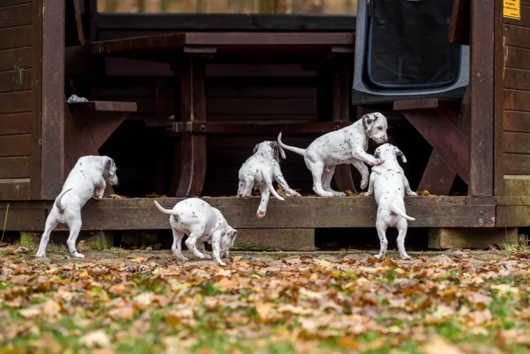 44. Lebenstag - B-Wurf (55)