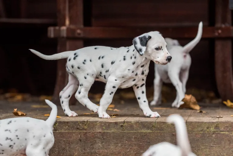 44. Lebenstag - B-Wurf (58)