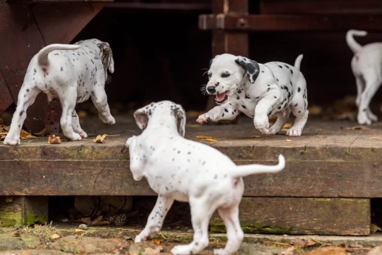 44. Lebenstag - B-Wurf (59)