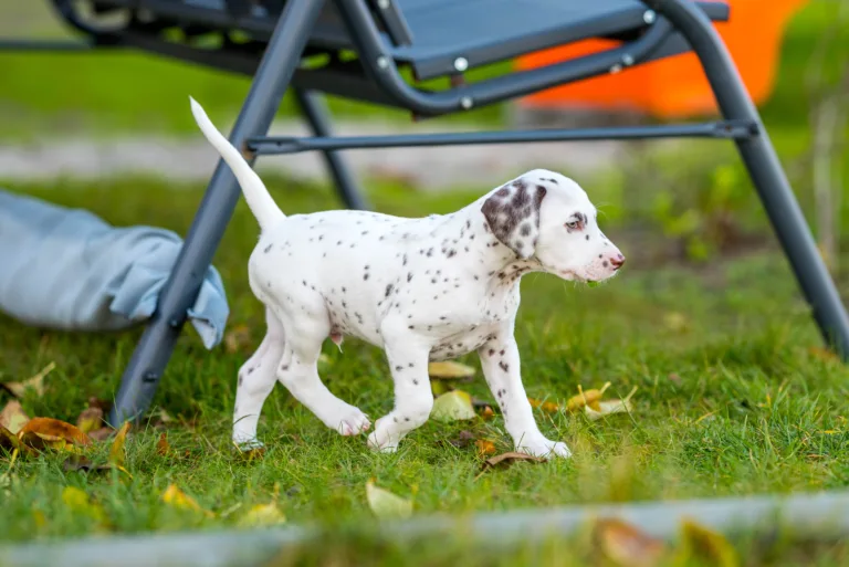 44. Lebenstag - B-Wurf (6)