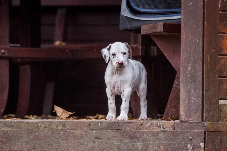 44. Lebenstag - B-Wurf (60)