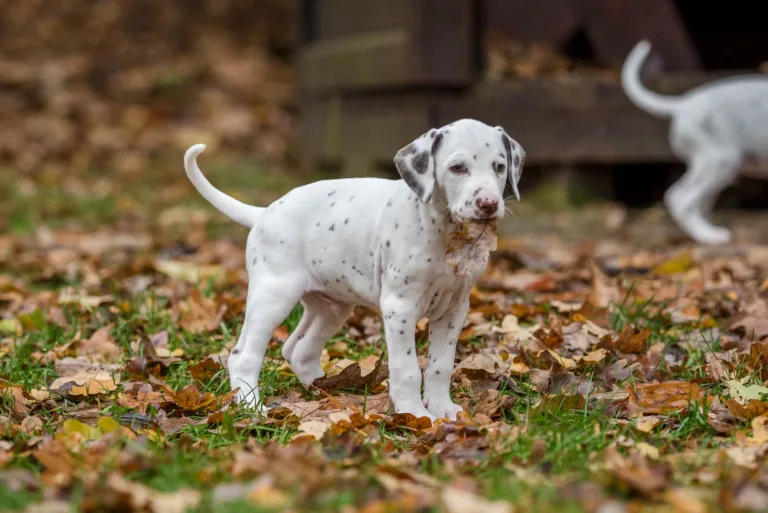44. Lebenstag - B-Wurf (61)