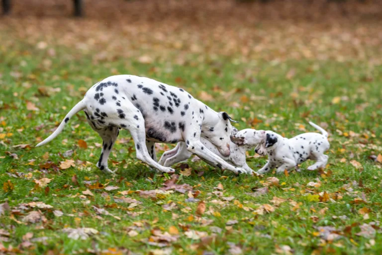 44. Lebenstag - B-Wurf (62)
