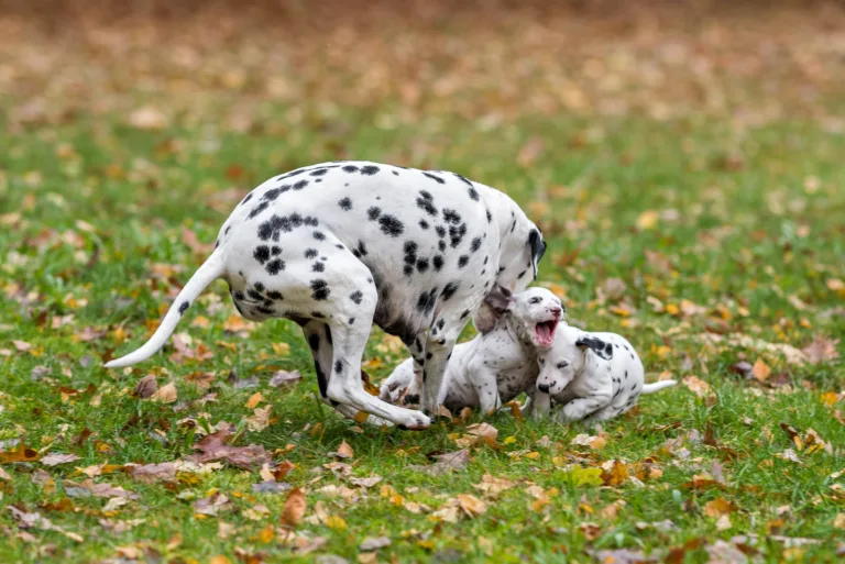 44. Lebenstag - B-Wurf (63)