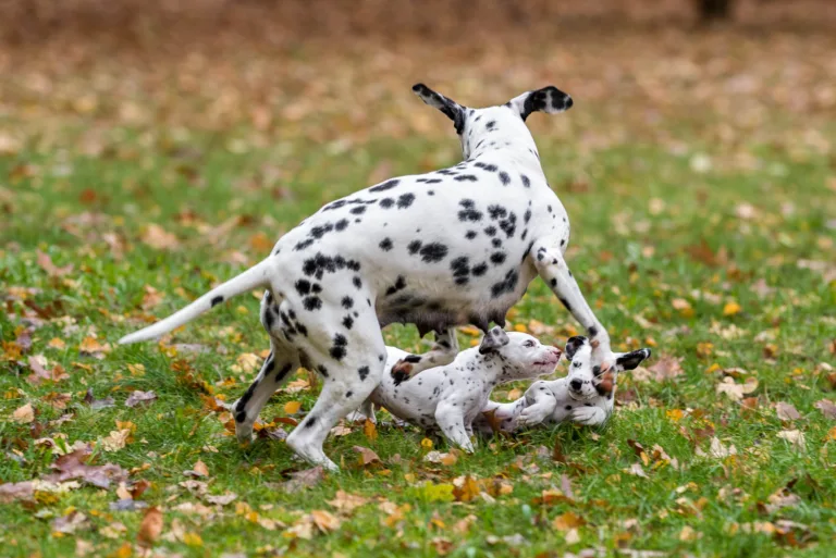 44. Lebenstag - B-Wurf (64)