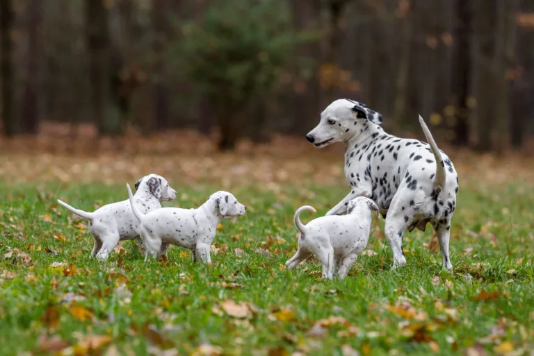 44. Lebenstag - B-Wurf (65)