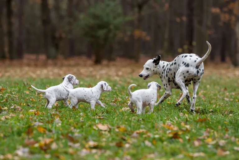 44. Lebenstag - B-Wurf (66)