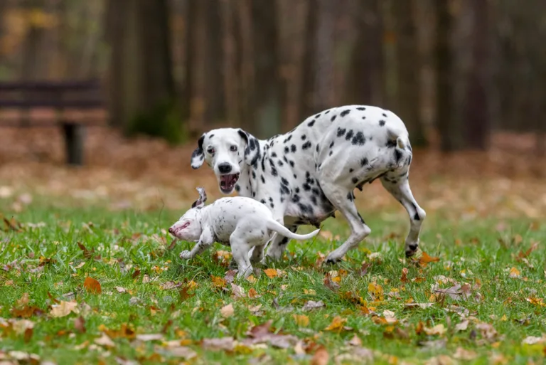44. Lebenstag - B-Wurf (67)