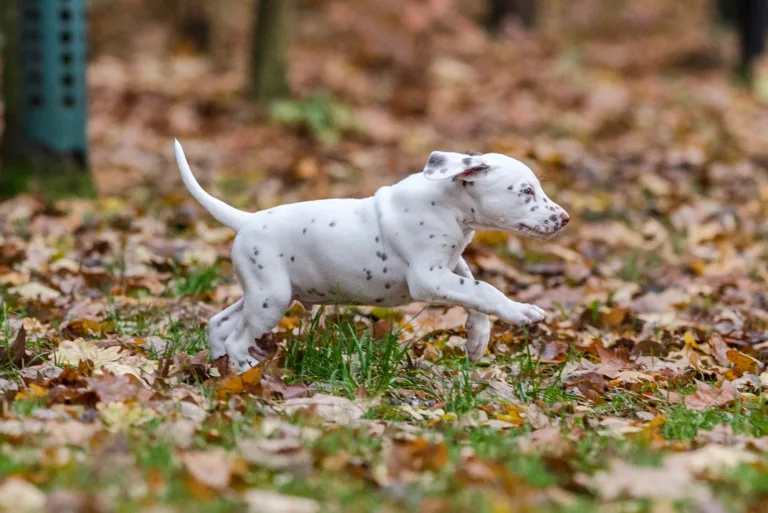 44. Lebenstag - B-Wurf (69)