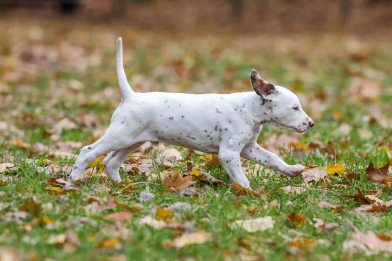 44. Lebenstag - B-Wurf (70)
