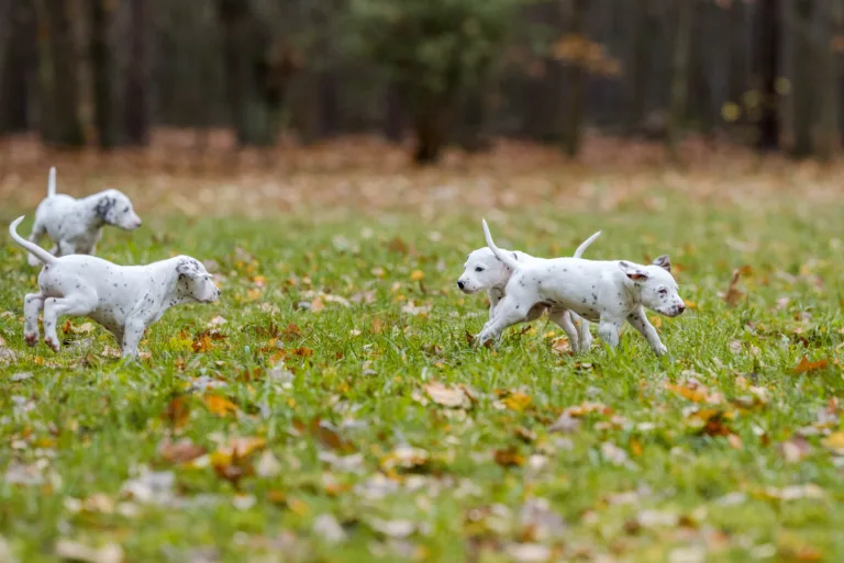 44. Lebenstag - B-Wurf (71)
