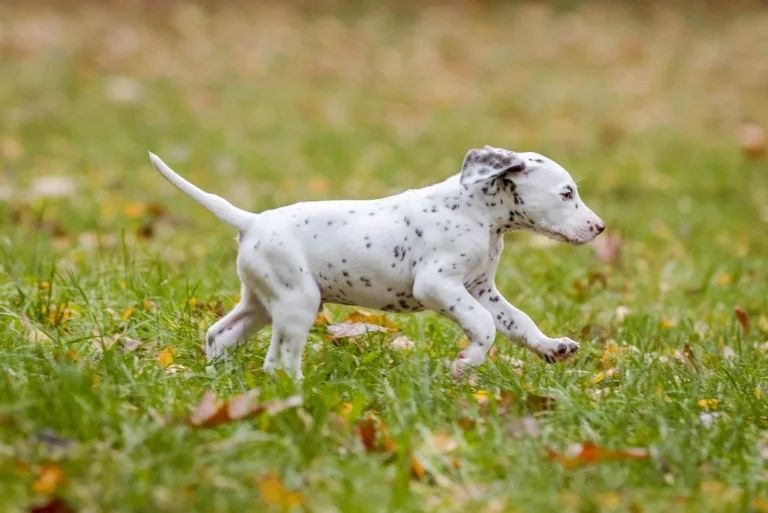 44. Lebenstag - B-Wurf (72)