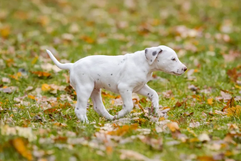 44. Lebenstag - B-Wurf (73)