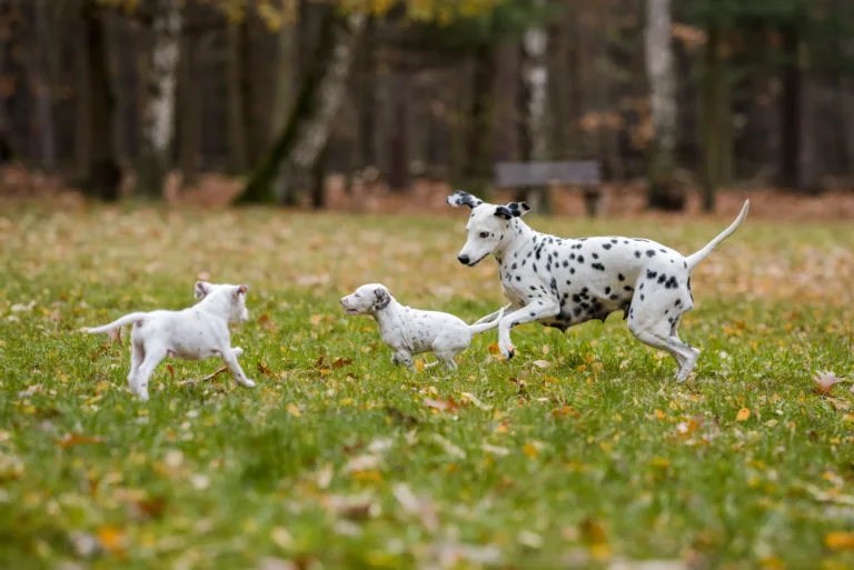 44. Lebenstag - B-Wurf (74)
