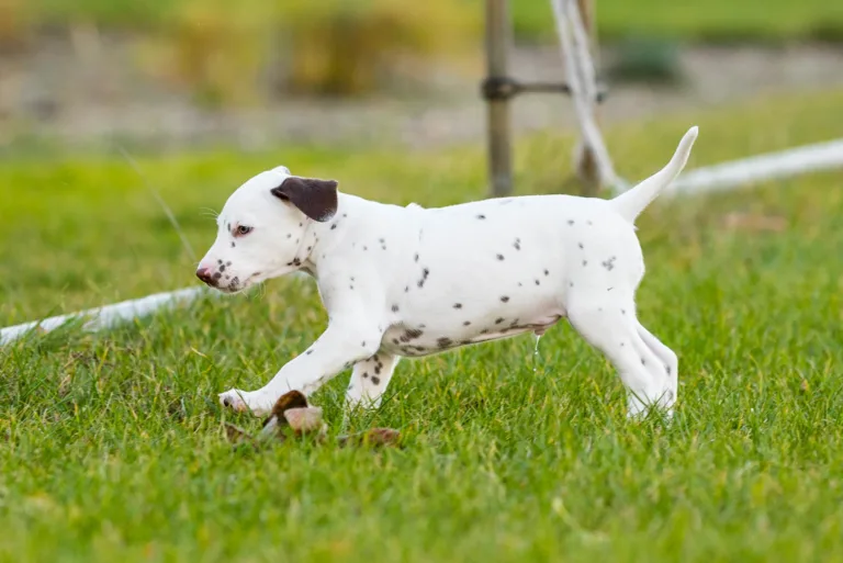 44. Lebenstag - B-Wurf (9)